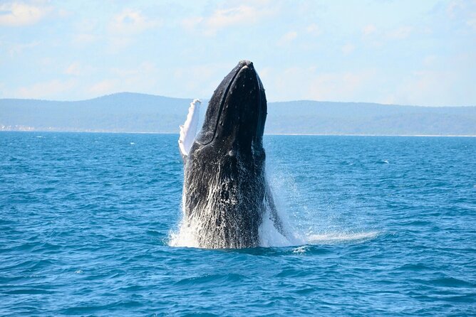 [Limited Time] From Onna Village (Maeda Fishing Port)! Whale Watching｜Completely Reserved Boat Charter Plan (4 Hour Course) - Key Points