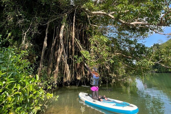 Mangrove SUP in Okinawa - Key Points