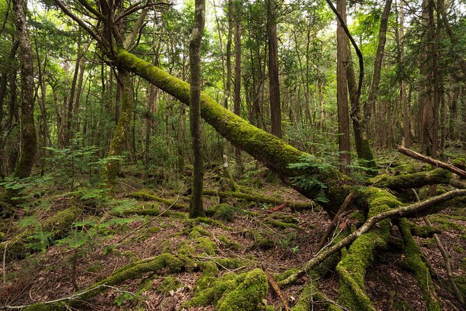 Mt. Fuji Aokigahara Jukai Forest Private Tour With Licensed Guide - Key Points