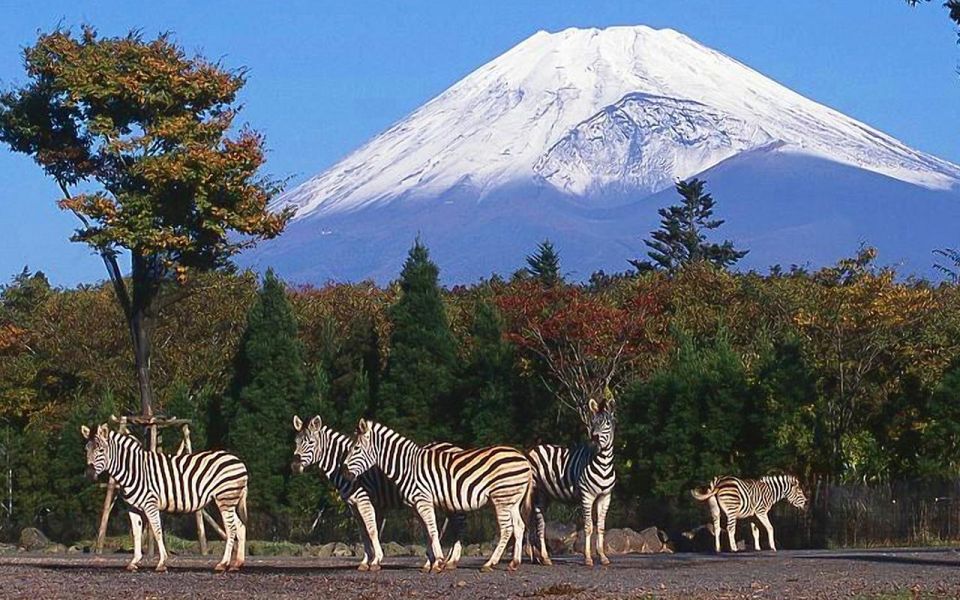 Mt Fuji : Highlight Tour and Unforgettable Experience - Good To Know