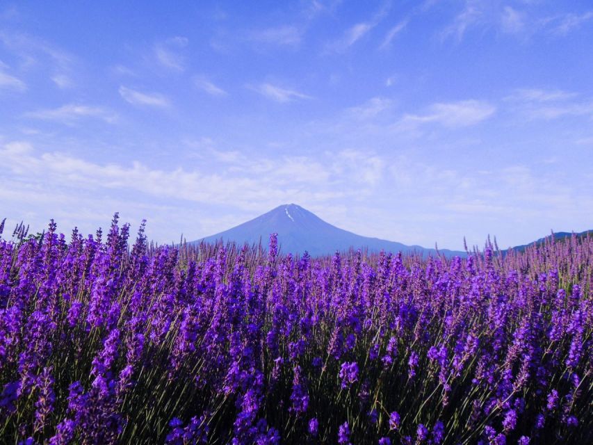 Mt. Fuji, Panoramic Ropeway & Seasonal Fruits Picking - Key Points