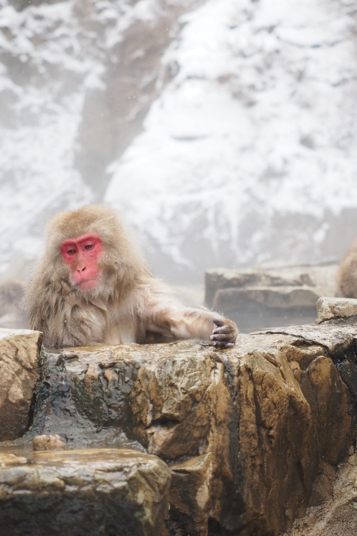 Nagano 1 Day Private Tour (Snow Monkeys, Zenkoji) With Lunch - Tour Details