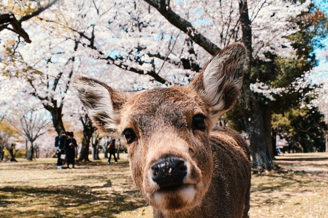 Nara : Private Day Walking Tour (From Osaka/Kyoto Possible) - Key Points