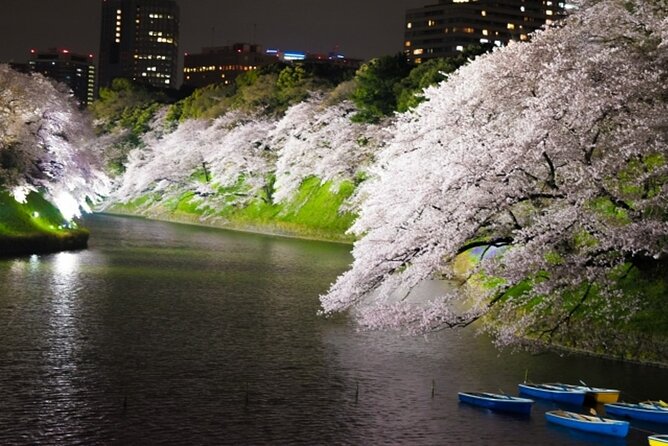 Night Cherry Blossom Bustour With Nihonbashi Shop Discount Ticket - Key Points