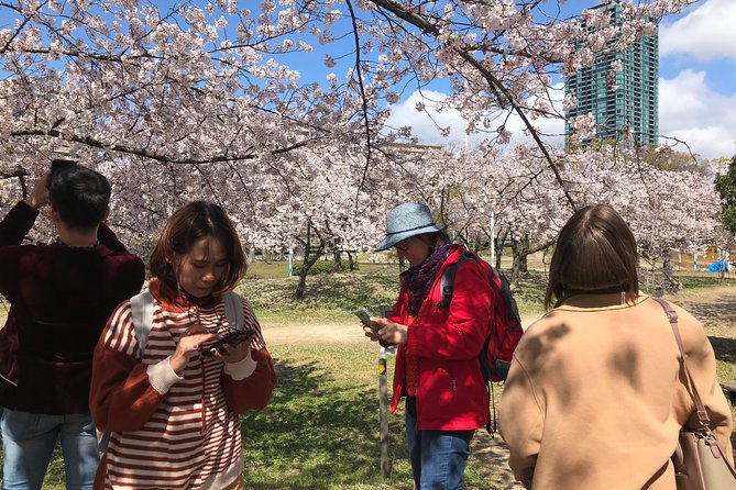 Osaka Cherry Blossom Walk With Local - Key Points