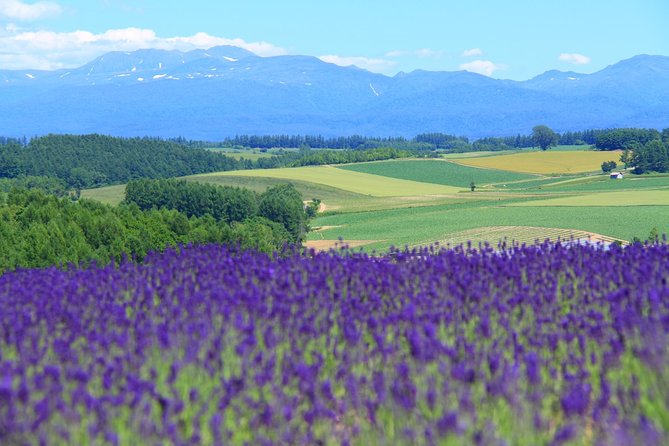 Private Car Tour of Furano and Biei in Hokkaido With Local Guide - Key Points