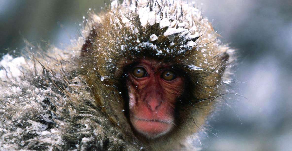 Private Snow Monkey Zenkoji Temple Sightseeing Day Tour - Good To Know