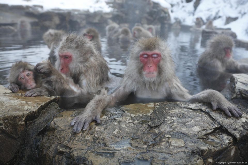 Private Transfers Between Tokyo and Snow Monkey Park - Good To Know