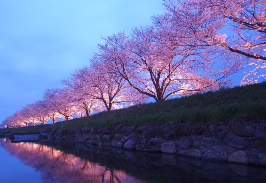 Private & Unique Nagasaki Cherry Blossom Sakura Experience - Good To Know