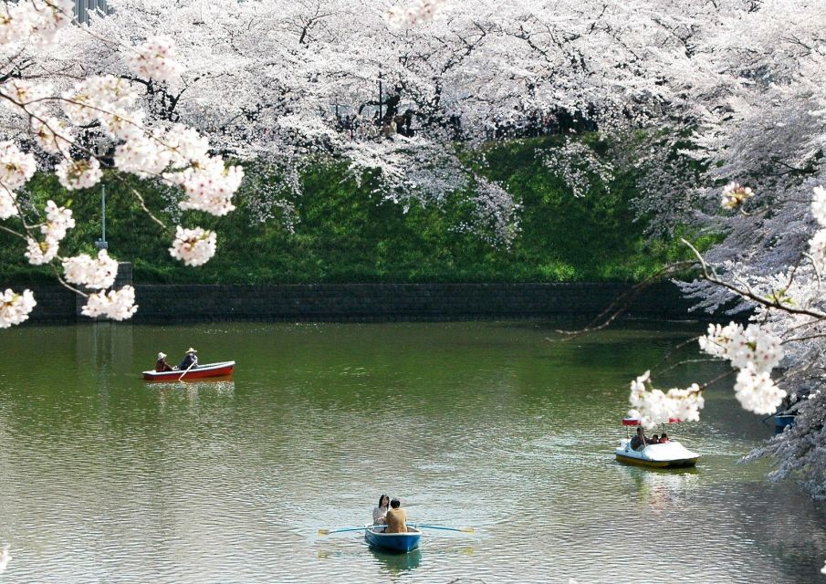 Sakura in Tokyo: Cherry Blossom Experience - Tour Details
