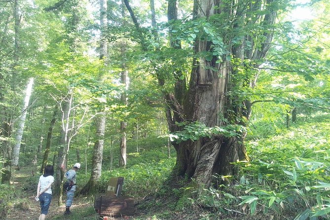 Shiratani-Unsuikyo Trekking Tour in Yakushima Island - Key Points