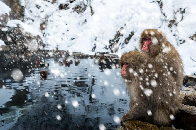 Snow Monkey in Jigokudani Yaen-koen & Obuse Town - Key Points