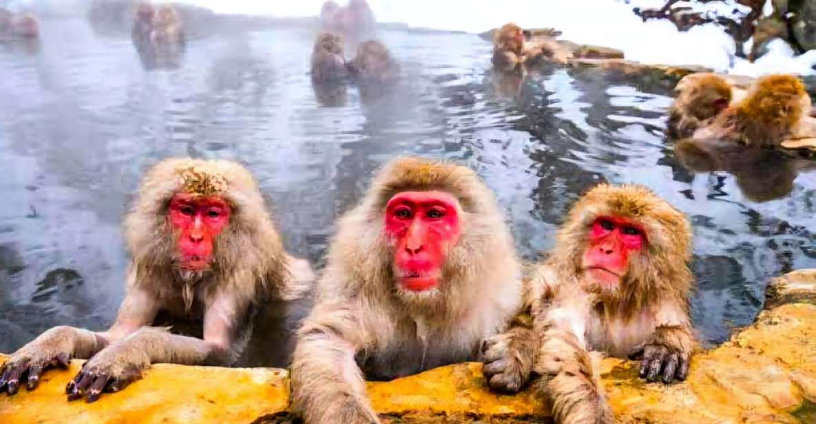 Snow Monkeys Zenkoji Temple One Day Private Sightseeing Tour - Good To Know