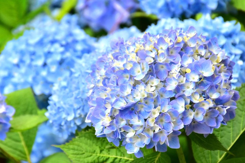 Tokyo: Izu Hydrangea Ocean, Jogasaki Beach & Hot Spring Day - Key Points