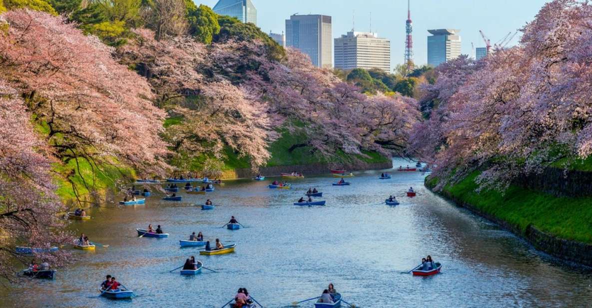 Tokyo: Private Cherry Blossom Experience - Good To Know